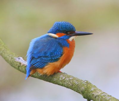 IJsvogel - Common Kingfisher