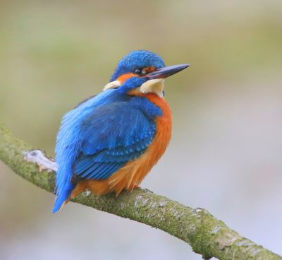 IJsvogel - Common Kingfisher