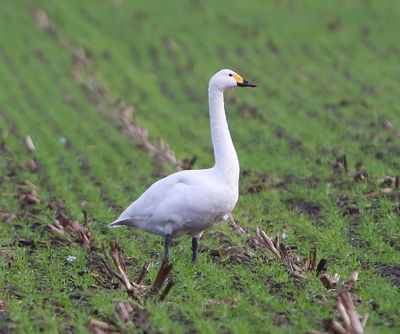 Kleine Zwaan - Bewick's Swan