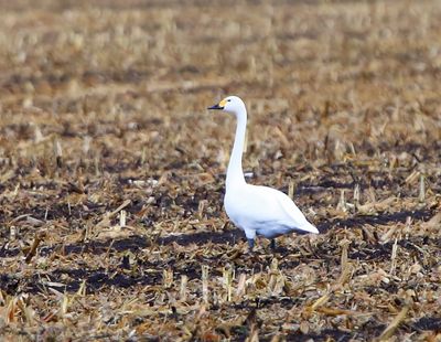 Kleine Zwaan - Bewick's Swan