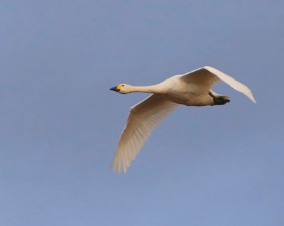 Kleine Zwaan - Bewick's Swan