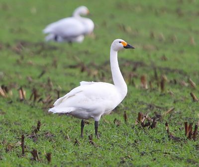 Kleine Zwaan - Bewick's Swan