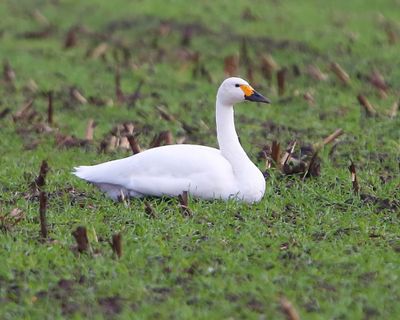Kleine Zwaan - Bewick's Swan