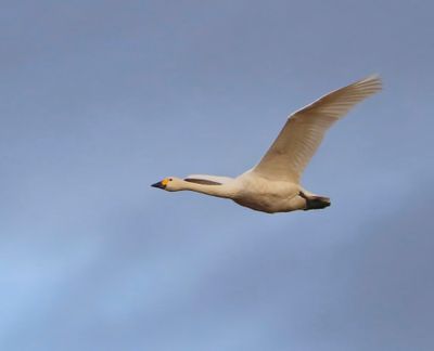 Kleine Zwaan - Bewick's Swan
