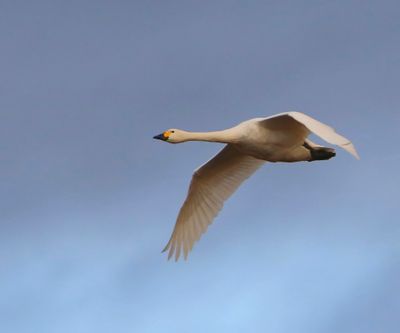 Kleine Zwaan - Bewick's Swan