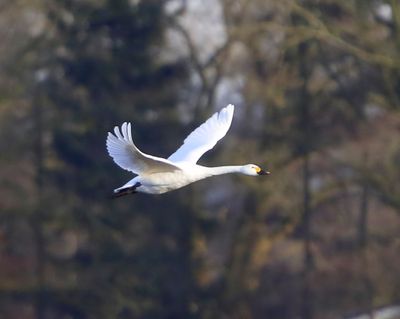 Kleine Zwaan - Bewick's Swan