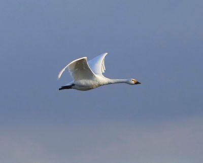 Kleine Zwaan - Bewick's Swan