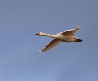Kleine Zwaan - Bewick's Swan