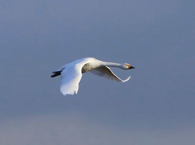 Kleine Zwaan - Bewick's Swan