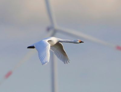 Kleine Zwaan - Bewick's Swan