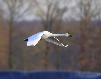 Kleine Zwaan - Bewick's Swan