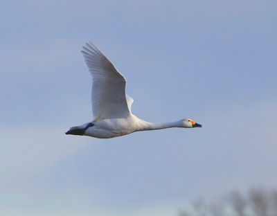 Kleine Zwaan - Bewick's Swan