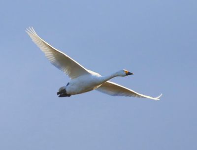 Kleine Zwaan - Bewick's Swan