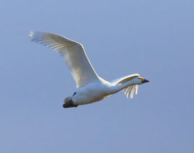 Kleine Zwaan - Bewick's Swan