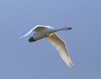 Kleine Zwaan - Bewick's Swan