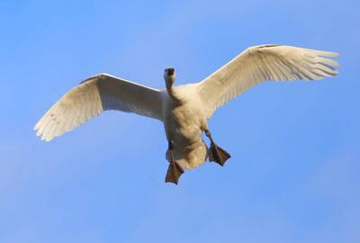 Kleine Zwaan - Bewick's Swan