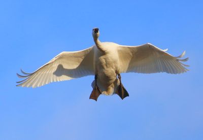 Kleine Zwaan - Bewick's Swan
