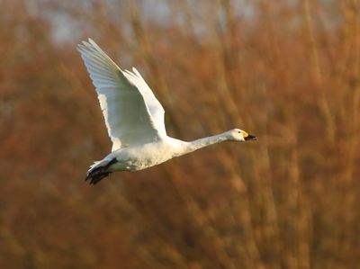 Kleine Zwaan - Bewick's Swan