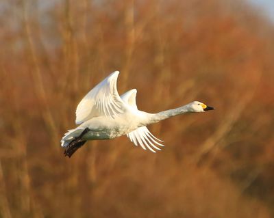 Kleine Zwaan - Bewick's Swan