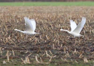 Kleine Zwanen - Bewick's Swans