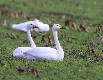 Kleine Zwanen - Bewick's Swans