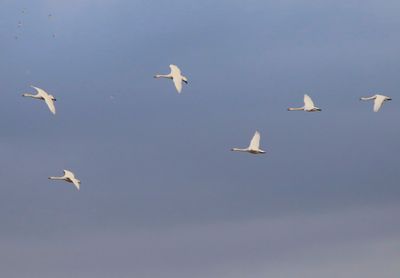 Kleine Zwanen - Bewick's Swans