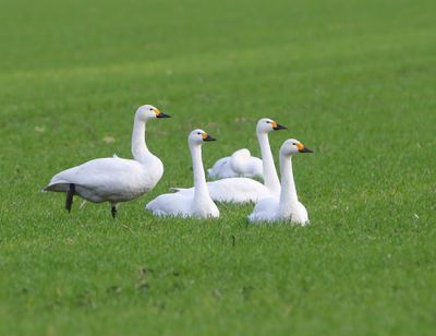 Kleine Zwanen - Bewick's Swans