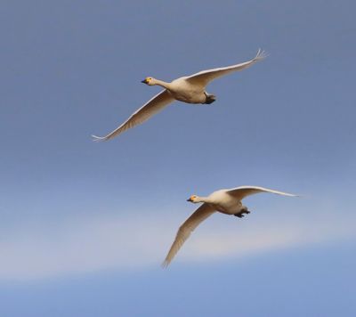 Kleine Zwanen - Bewick's Swans