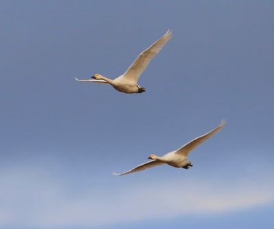 Kleine Zwanen - Bewick's Swans