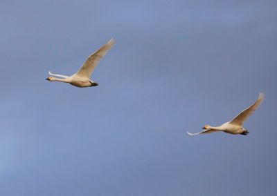 Kleine Zwanen - Bewick's Swans
