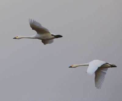Kleine Zwanen - Bewick's Swans