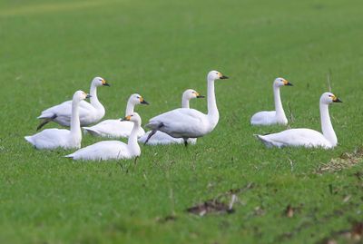 Kleine Zwanen - Bewick's Swans