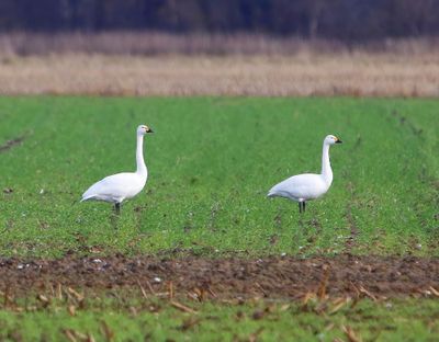 Kleine Zwanen - Bewick's Swans