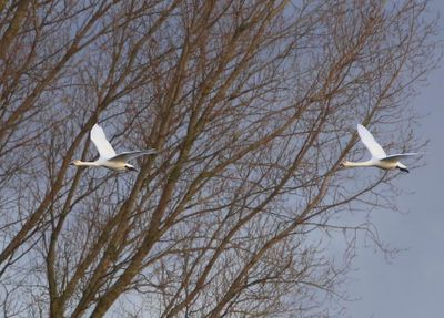 Kleine Zwanen - Bewick's Swans