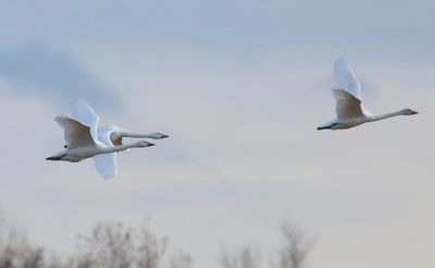 Kleine Zwanen - Bewick's Swans