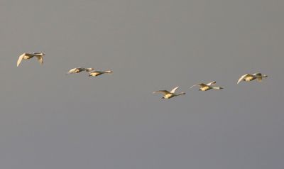 Kleine Zwanen - Bewick's Swans