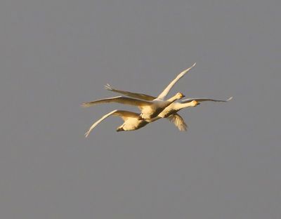 Kleine Zwanen - Bewick's Swans