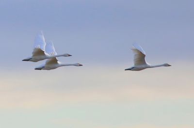 Kleine Zwanen - Bewick's Swans
