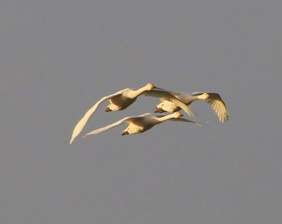 Kleine Zwanen - Bewick's Swans