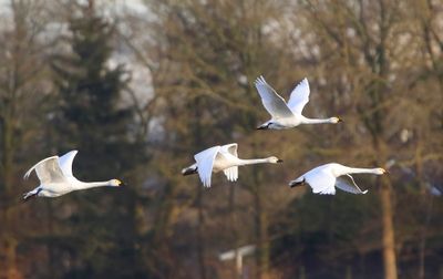 Kleine Zwanen - Bewick's Swans