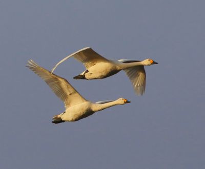 Kleine Zwanen - Bewick's Swans