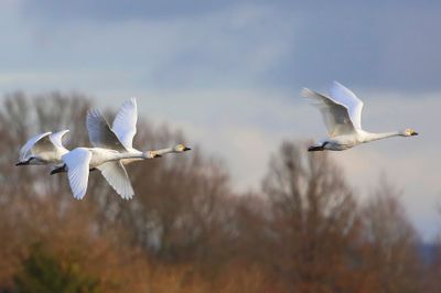 Kleine Zwanen - Bewick's Swans