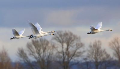 Kleine Zwanen - Bewick's Swans