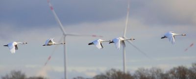 Kleine Zwanen - Bewick's Swans