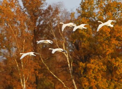 Kleine Zwanen - Bewick's Swans