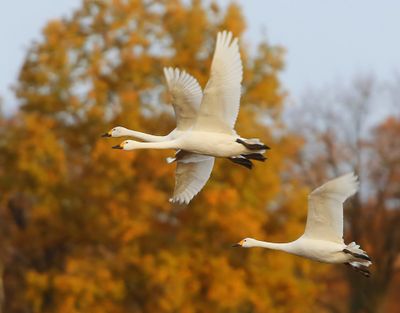 Kleine Zwanen - Bewick's Swans
