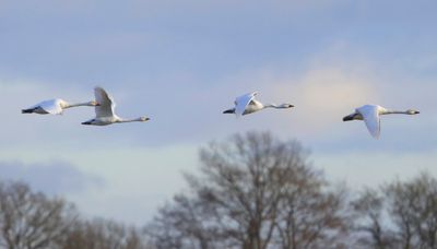 Kleine Zwanen - Bewick's Swans