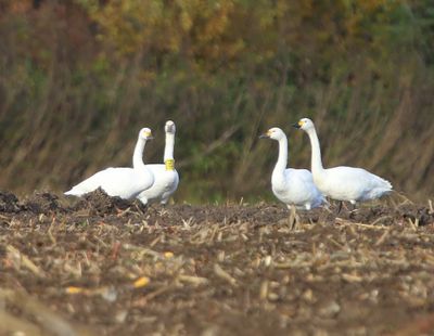 Kleine Zwanen - Bewick's Swans