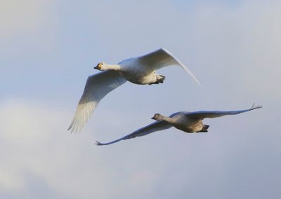 Kleine Zwanen - Bewick's Swans