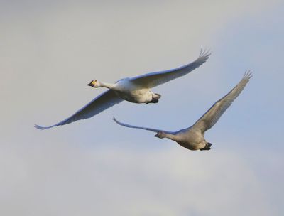 Kleine Zwanen - Bewick's Swans